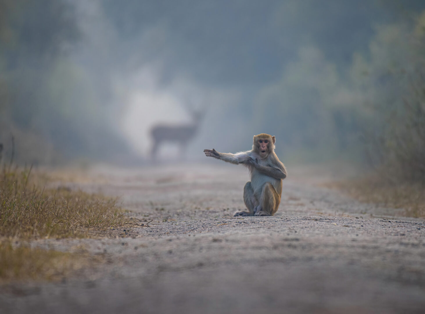 a macaque sits on a dirt path with its arm outstretched with a deer in the background