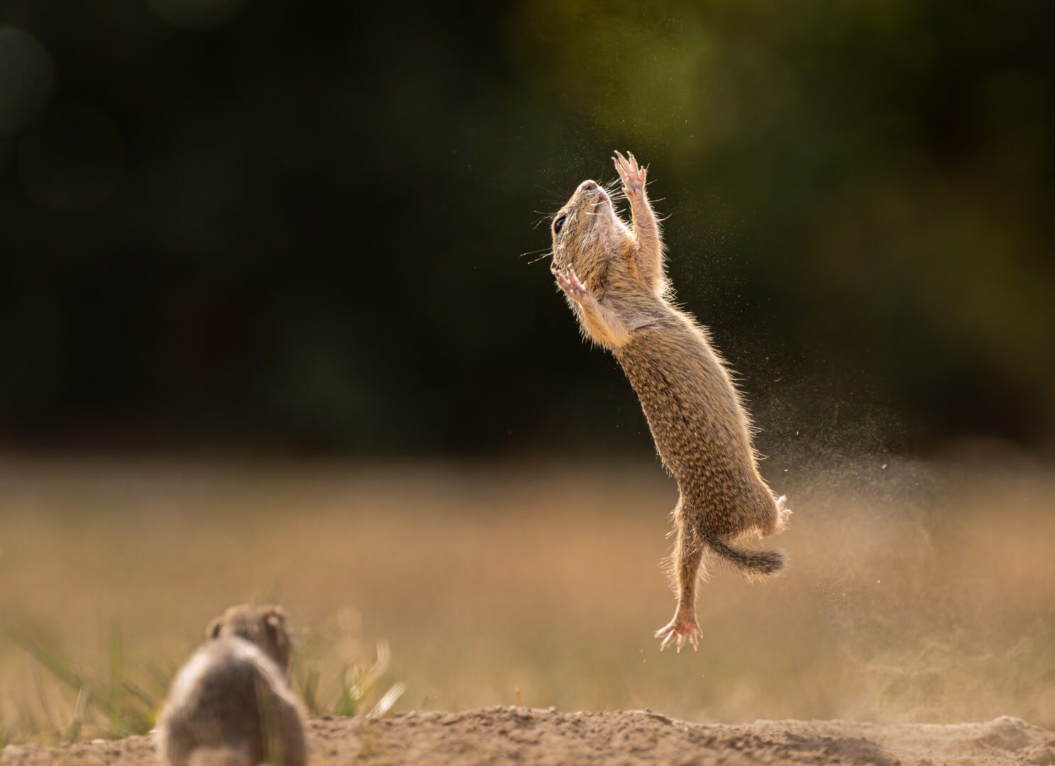 a brown squirrel is suspended in mid air falling with the nut