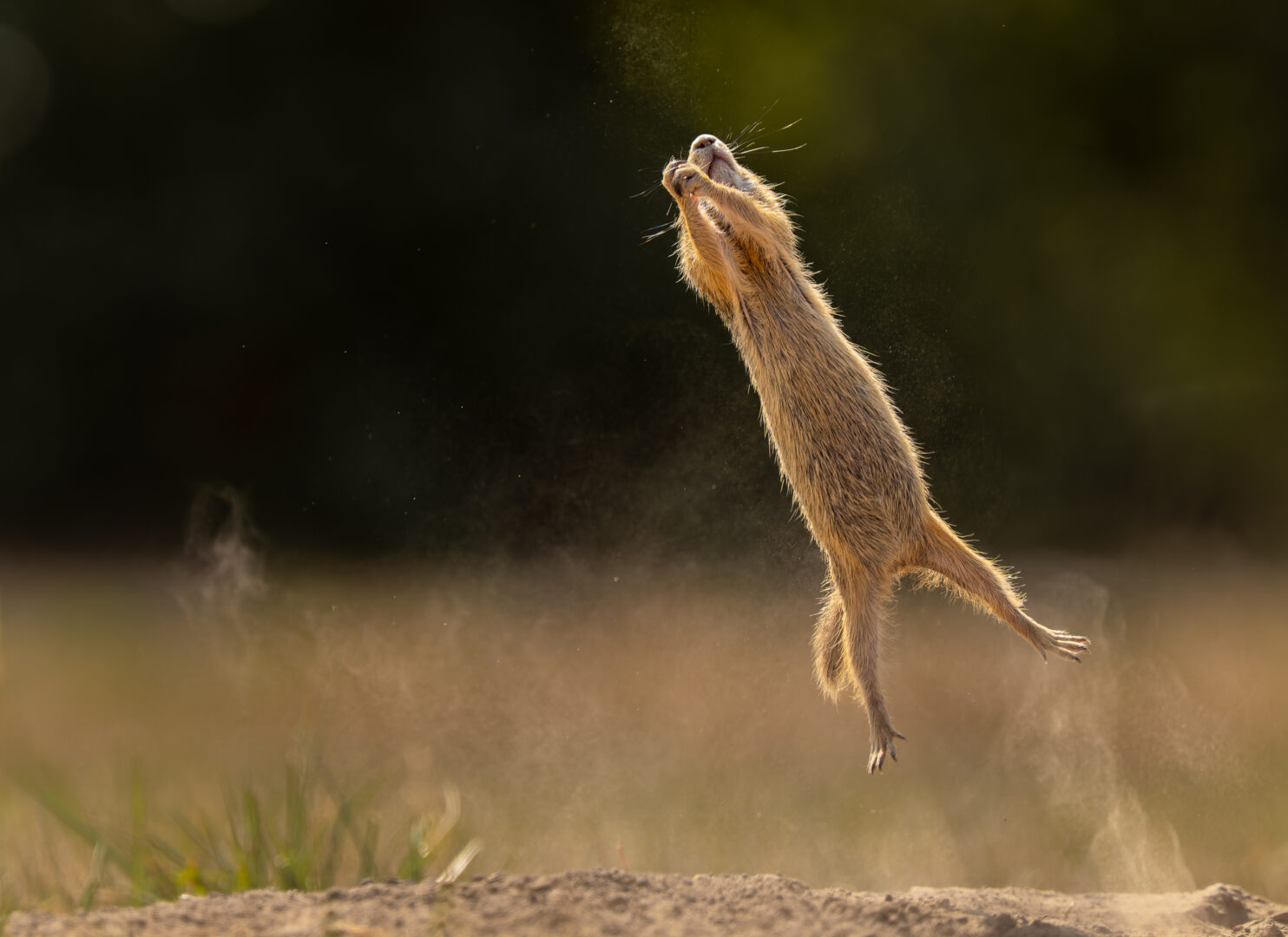 a brown squirrel is suspended in mid air holding a nut