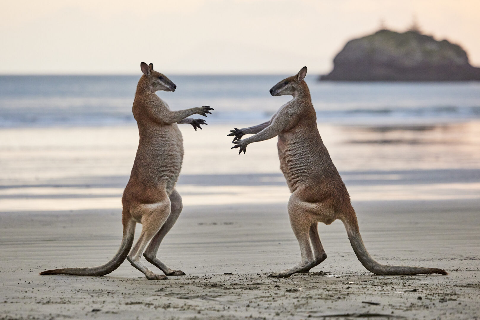 two kangaroos stand on a beach with their arms stretched out to each other