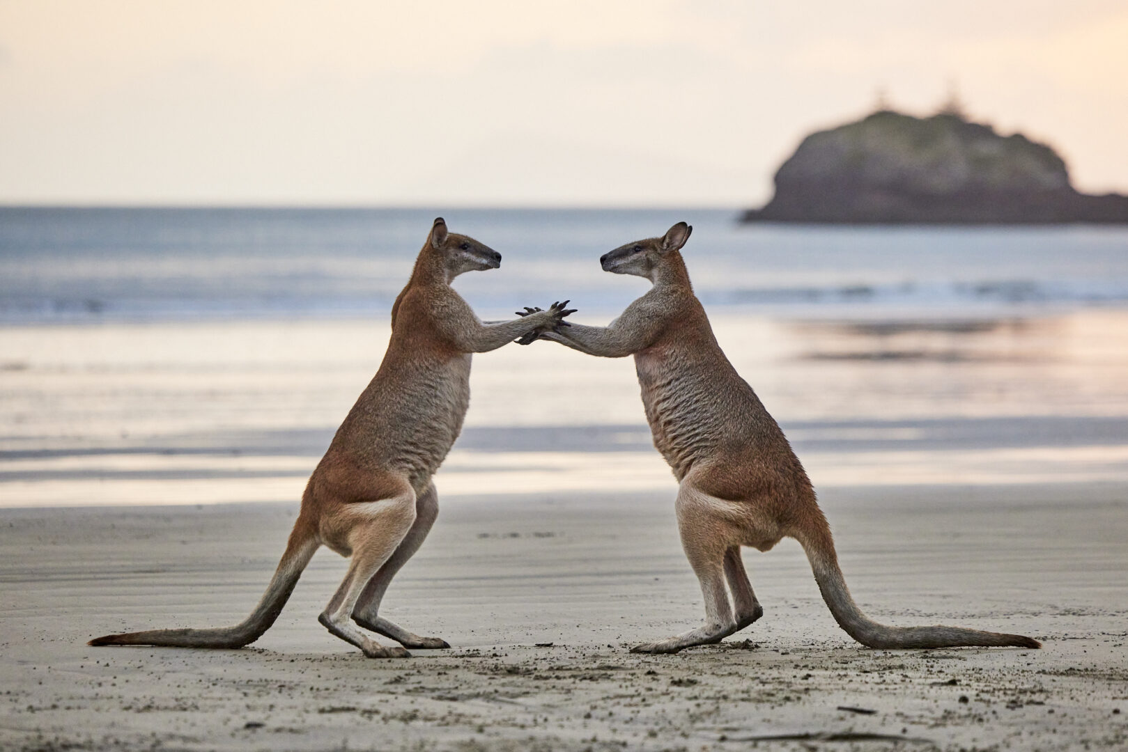 two kangaroos stand on a beach and appear to join hands