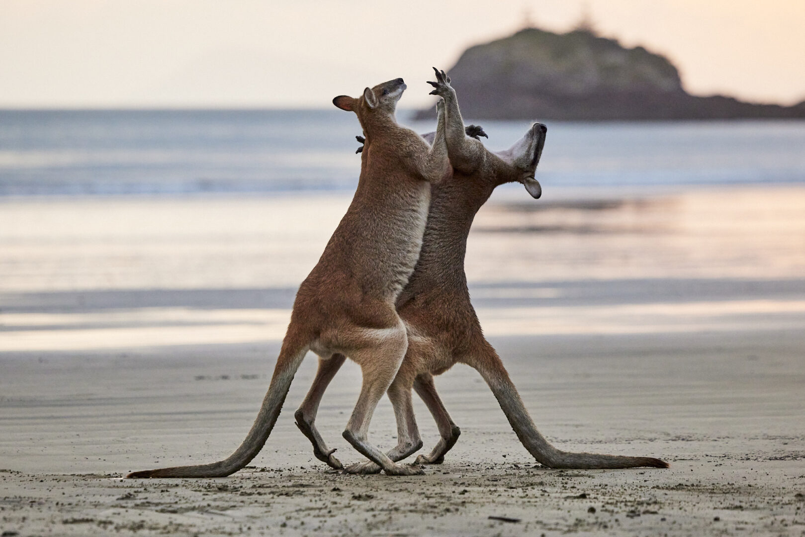 two kangaroos stand on a beach and appear to embrace in a dance
