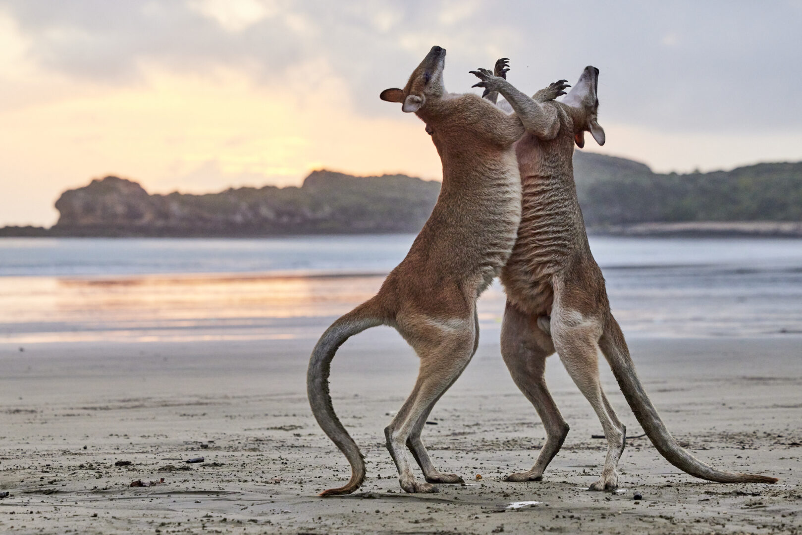two kangaroos stand on a beach and appear to continue to dance