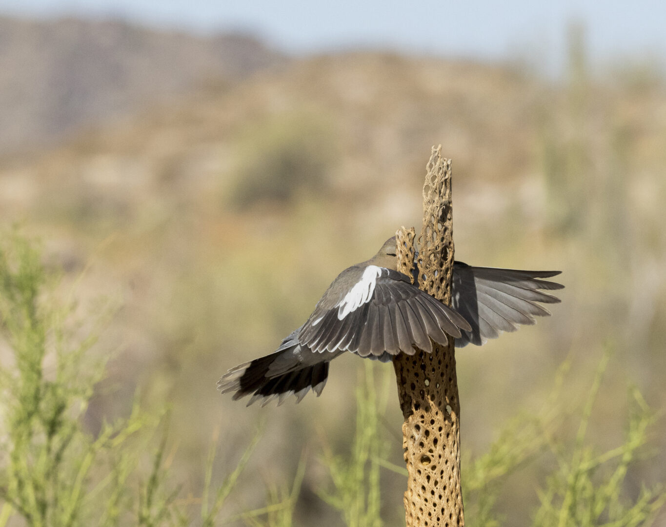 a dove appears to fly head first into a dead cactus