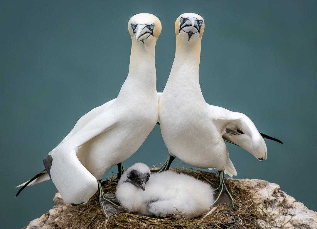 northern garnet parents stand over their young in a nest, appearing to put their arms around each other