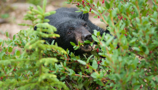 bear eating fruit
