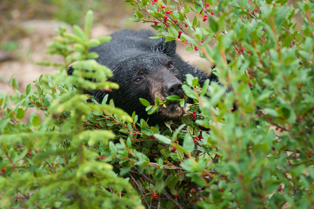 bear eating fruit