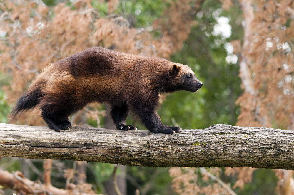 A wolverine walking across a log