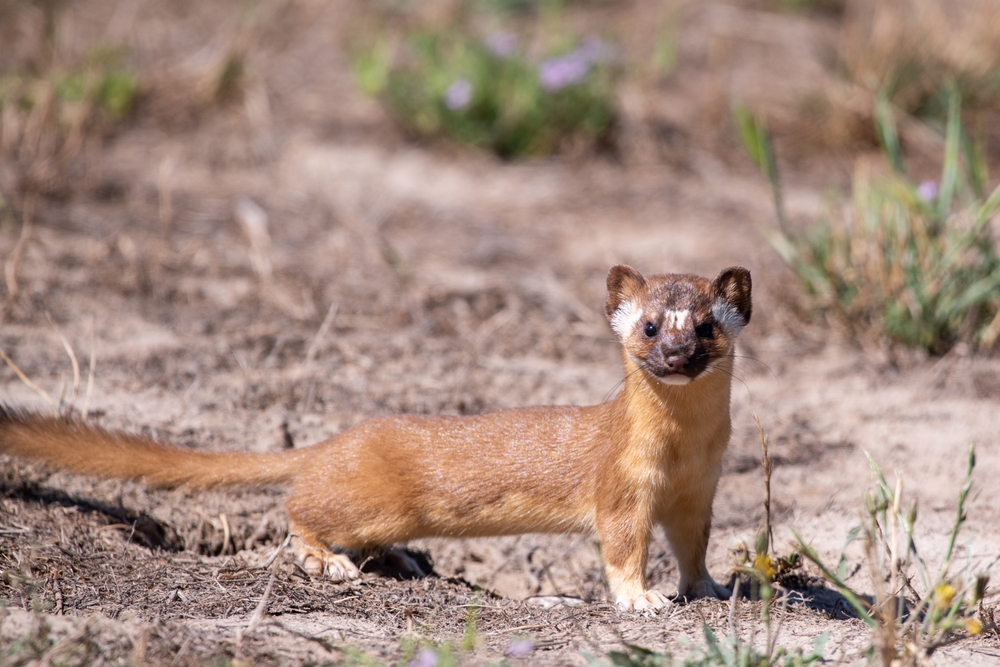 A long-tailed weasel in a field