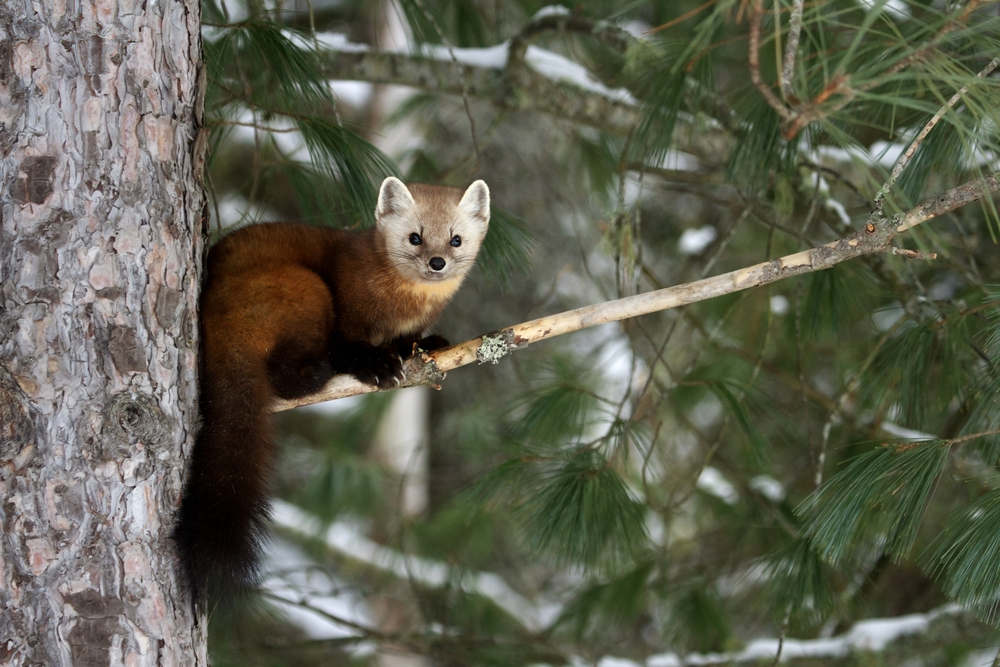 A pine marten perched on a tree branch