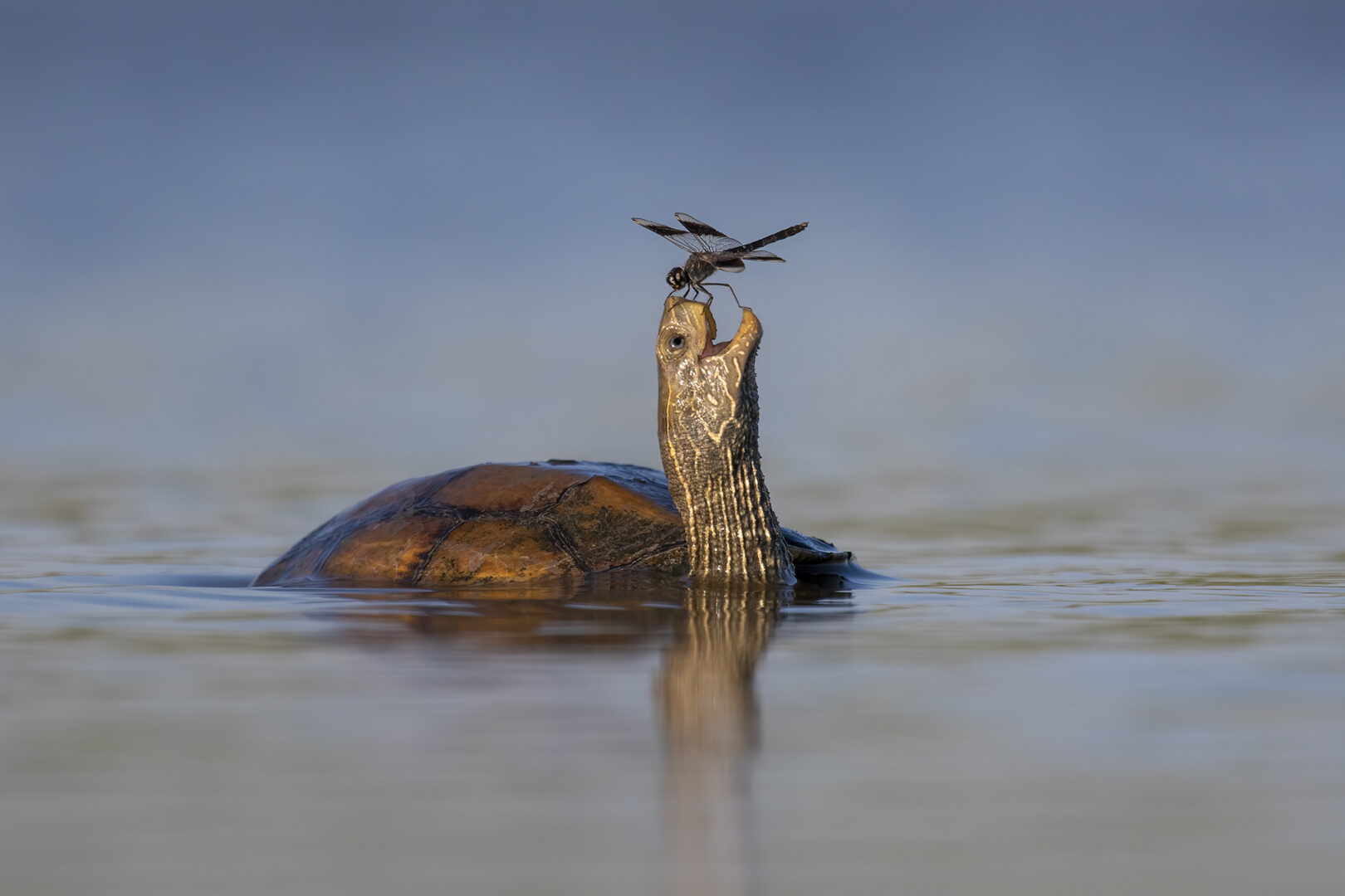 a dragonfly lands on the open smiling mouth of a turtle in the water