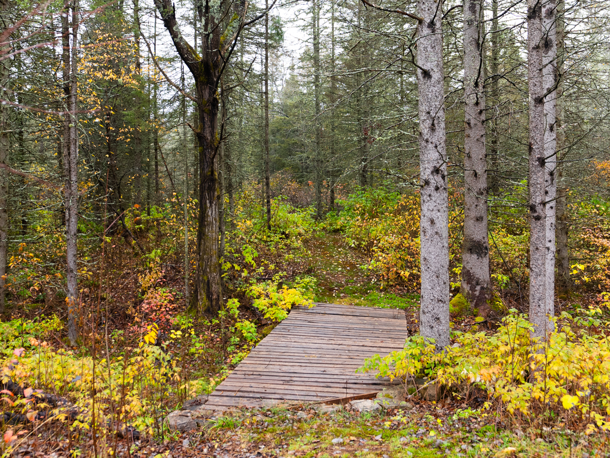 A wooden walkway leads into a forested area.