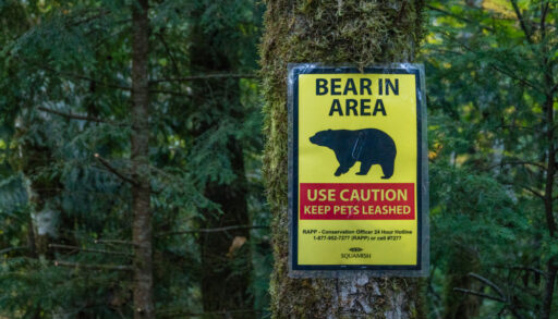 bear in the area sign
