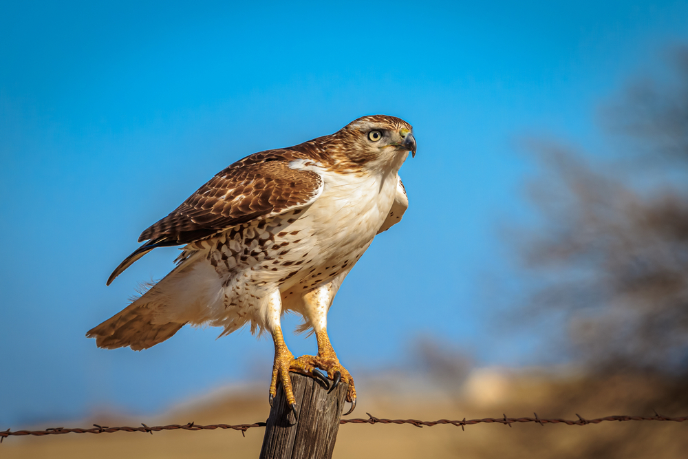 A red-tailed hawk sitting on a post