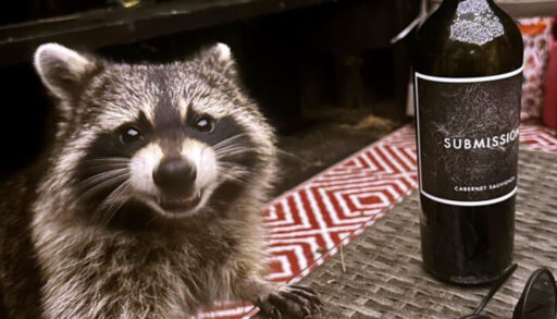A smiling raccoon approaching an outdoor table at a cottage, with an open wine bottle on the table.