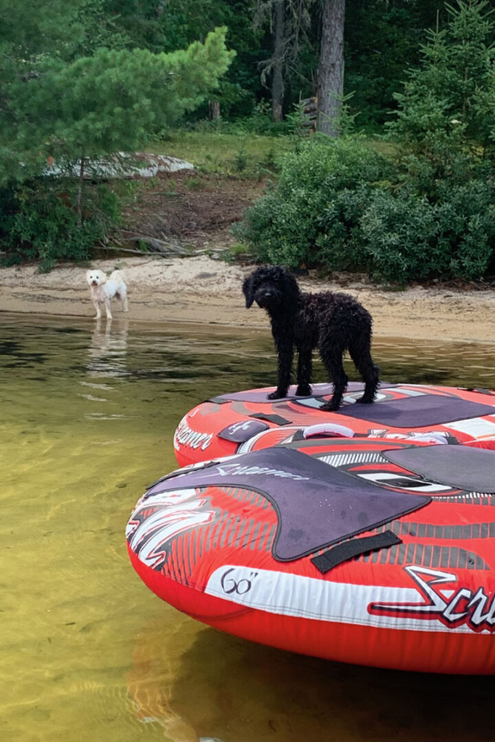 One dog standing on an inflatable raft on a lake and another dog further away on the shoreline looking at each other.