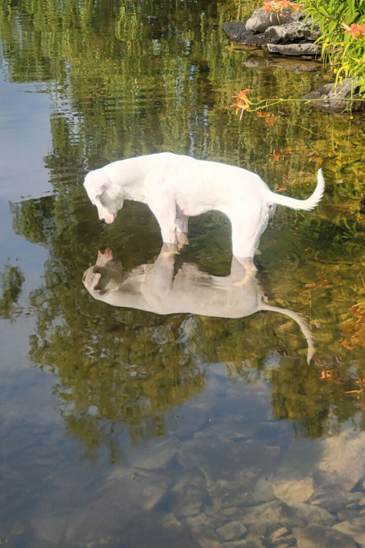 A white dog staring at their own reflection in the water of a lake.
