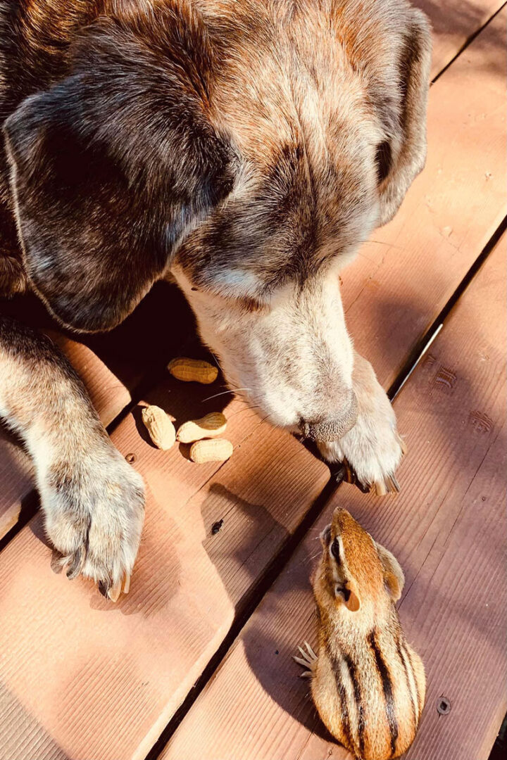 A dog and a chipmunk face-to-face over a pile of peanuts.