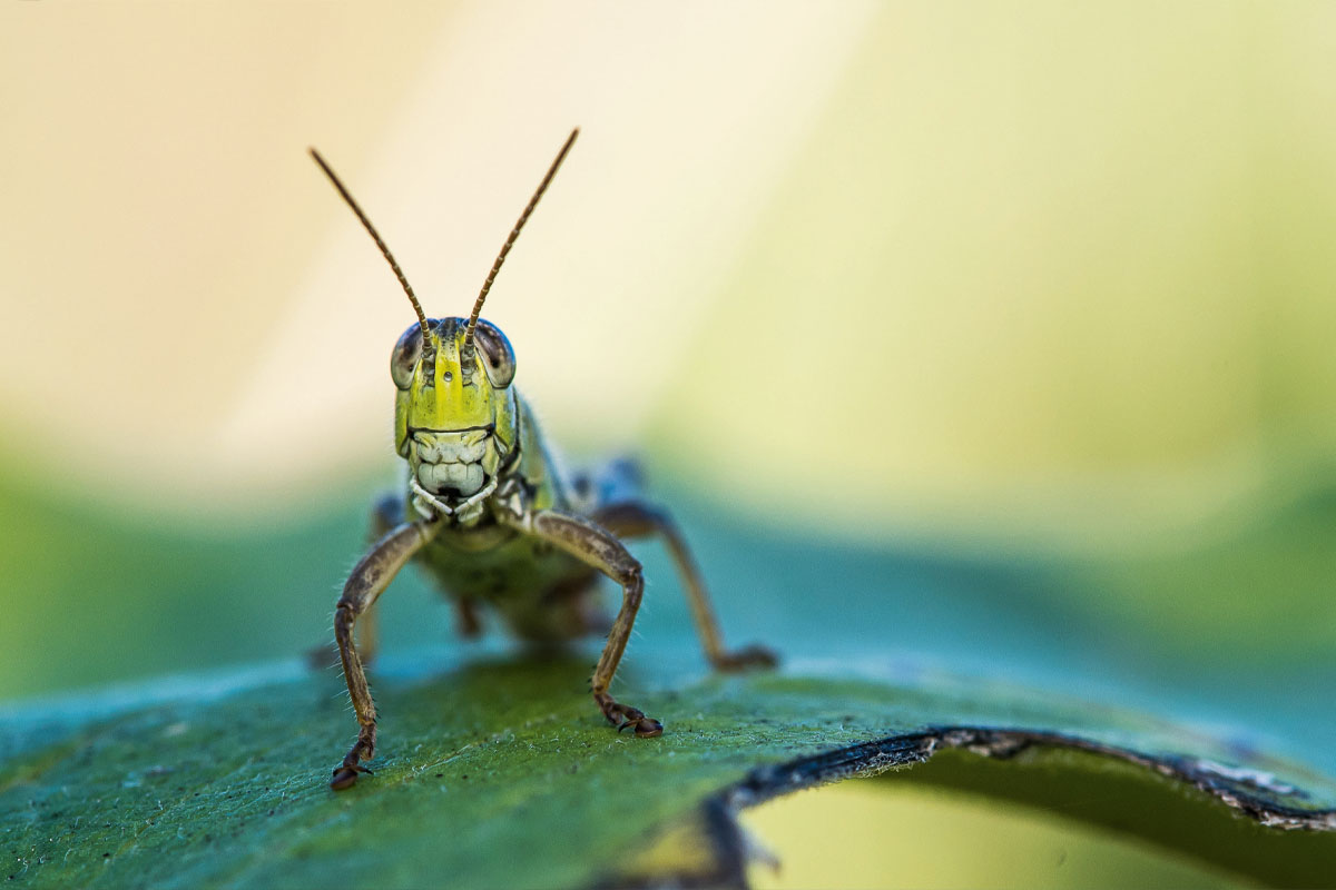 Close-up shot of a grasshopper's face while the grasshopper sits on a leaf