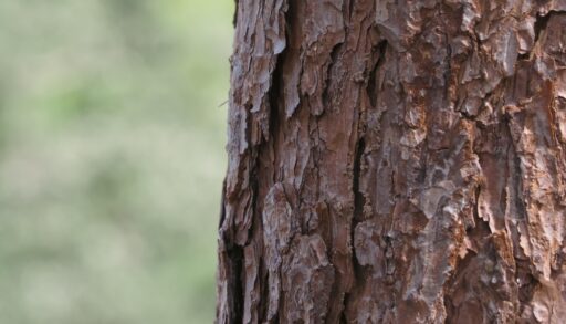 Close up of a tree trunk