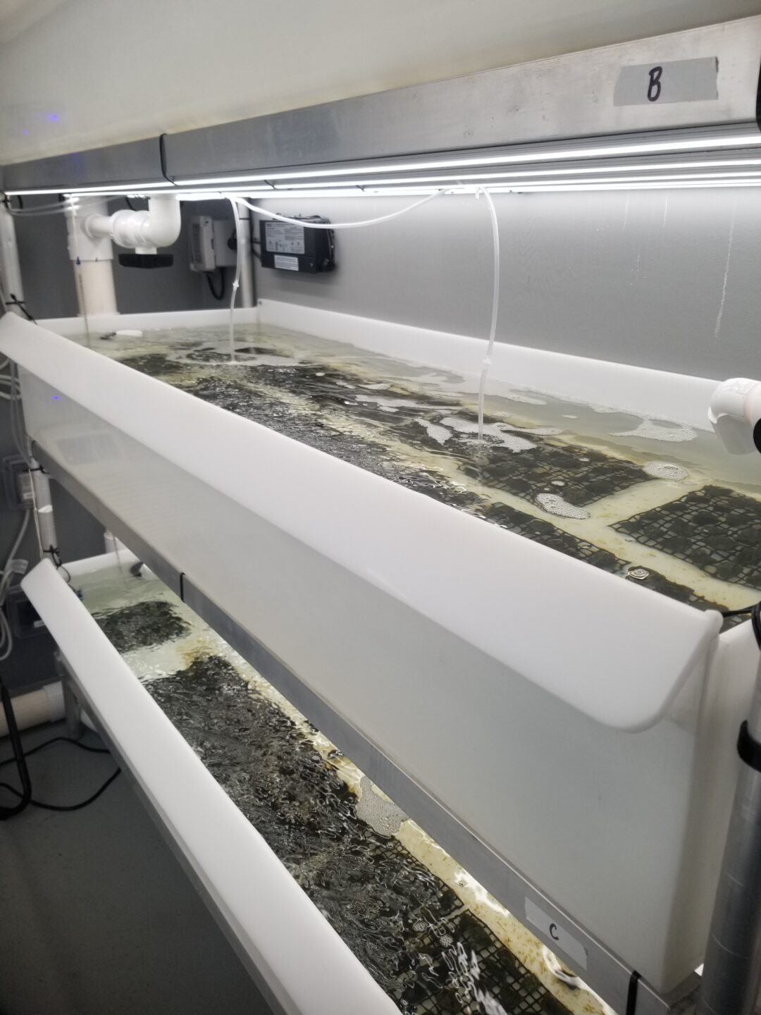 The tank set up for the kelp in the shipping container