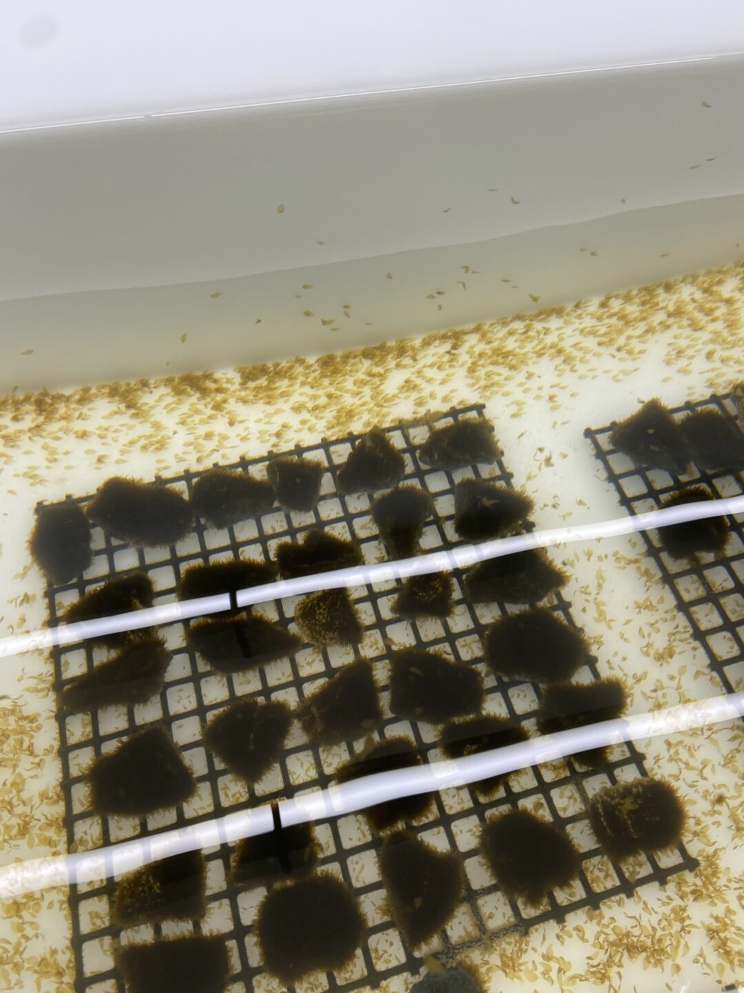 Another close-up of the kelp growing on the gravel