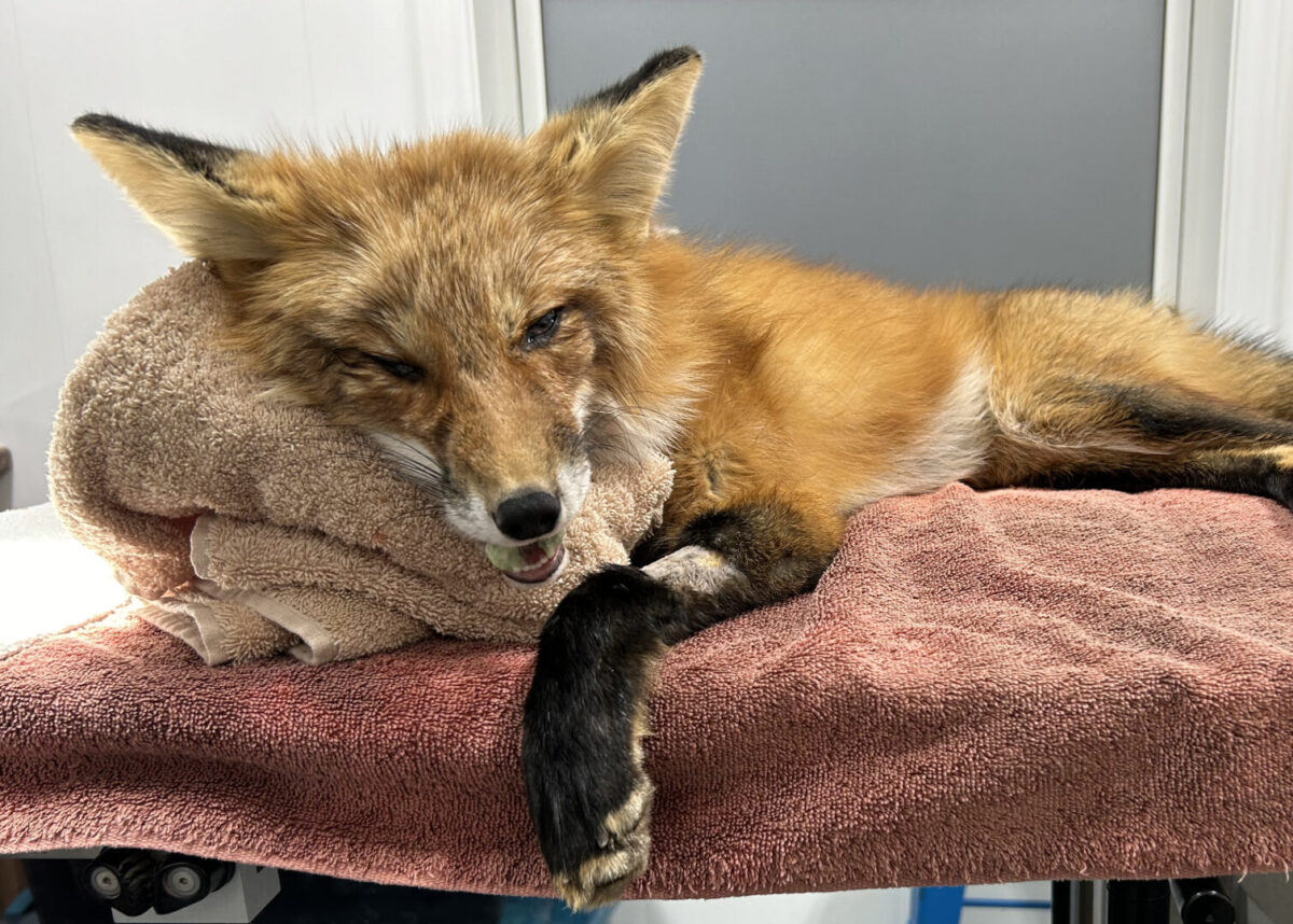 A red fox recovers from anaesthesia at the end of a jaw surgery