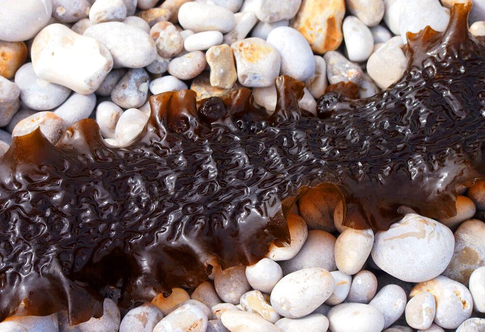 Sea kale, seaweed, saccharina latissima, phaeophyceae, laminariaceae. Brown ocean algae, sugar kelp thallus or sea belt on stones