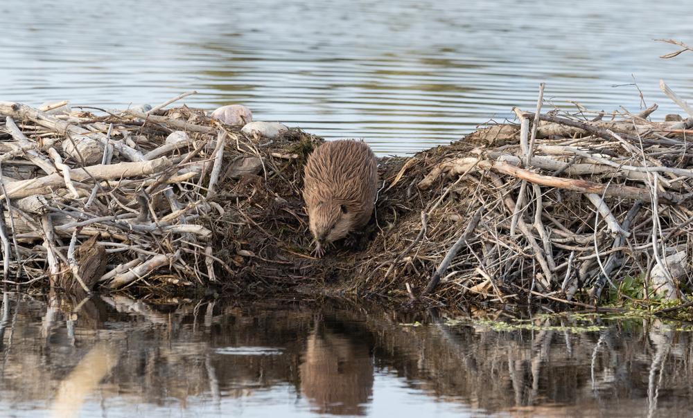 beaver on its dam