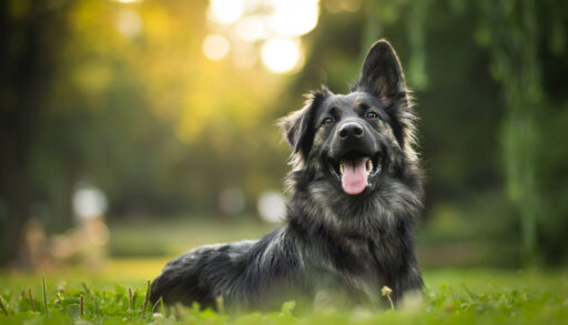 amazing portrait of young crossbreed dog (german shepherd) during sunset in grass