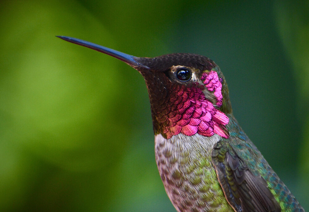 A male Anna's hummingbird