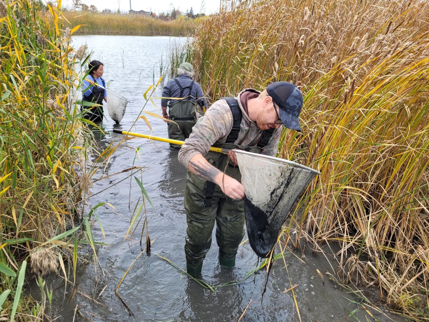 three people look for marbled crayfish in a pond