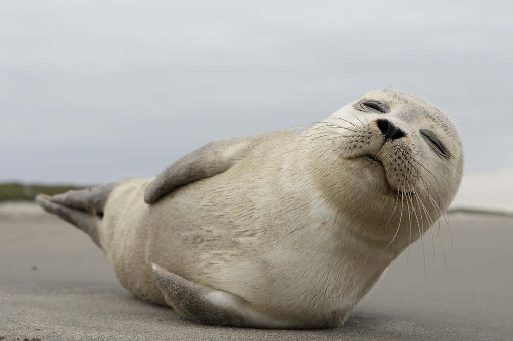 baby grey seal laying on its side