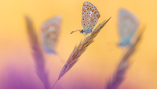 three butterflies perch on three sprigs of wheat. the centre butterfly is the one in focus against a yellow and purple hazy background