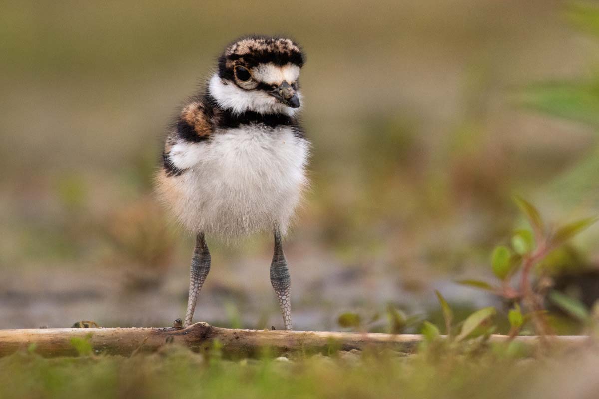 A killdeer chick against a grassy background
