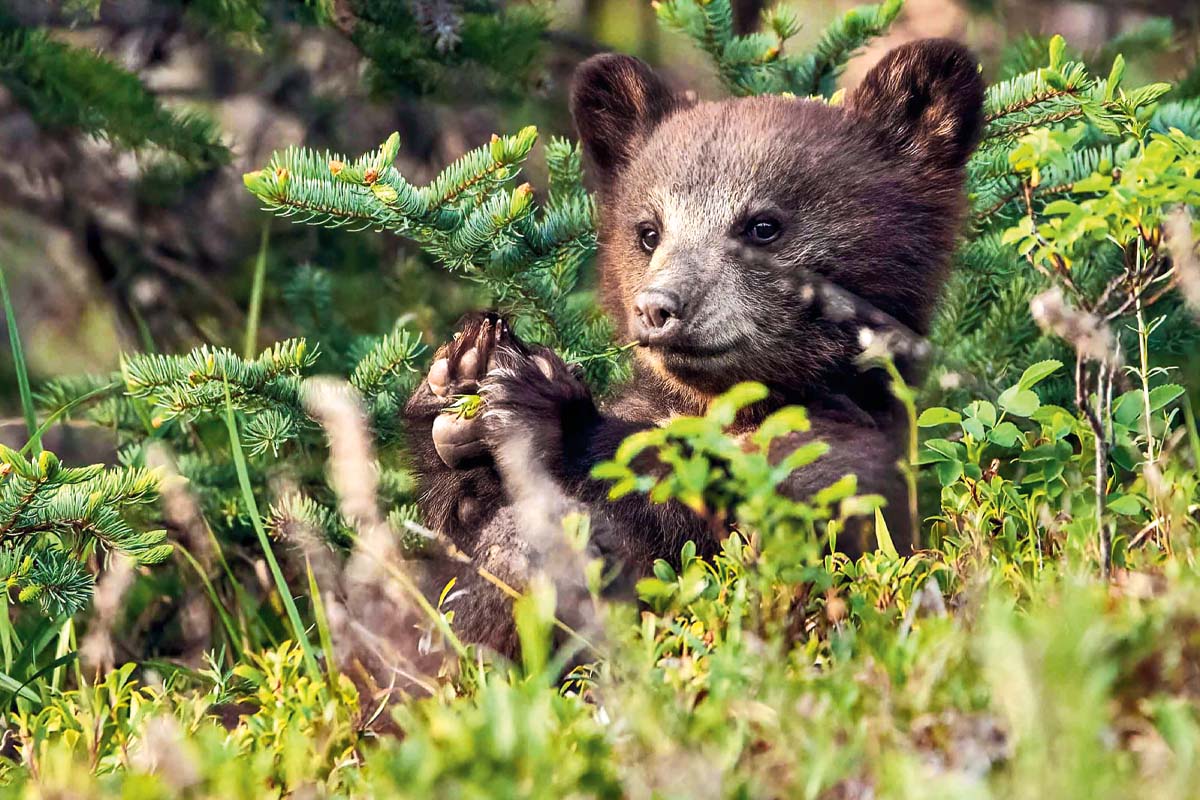 A bear cub lounging in the grass