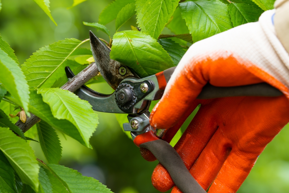 A gloved hand pruning branches from a tree
