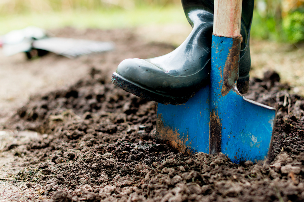 A boot pushing down on a garden shovel in soil