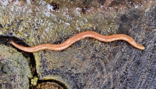 a photo of a hammerhead worm