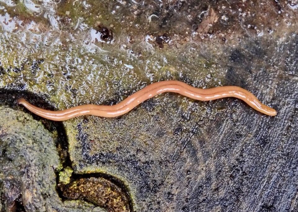 a photo of a hammerhead worm