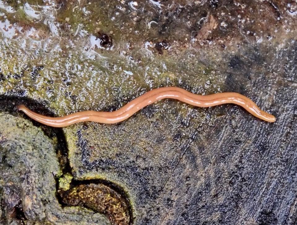 a photo of a hammerhead worm