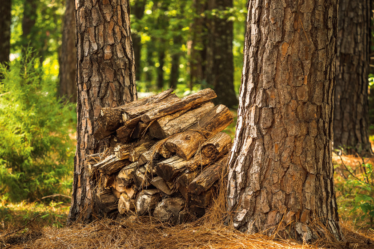 A pile of firewood stacked between two trees