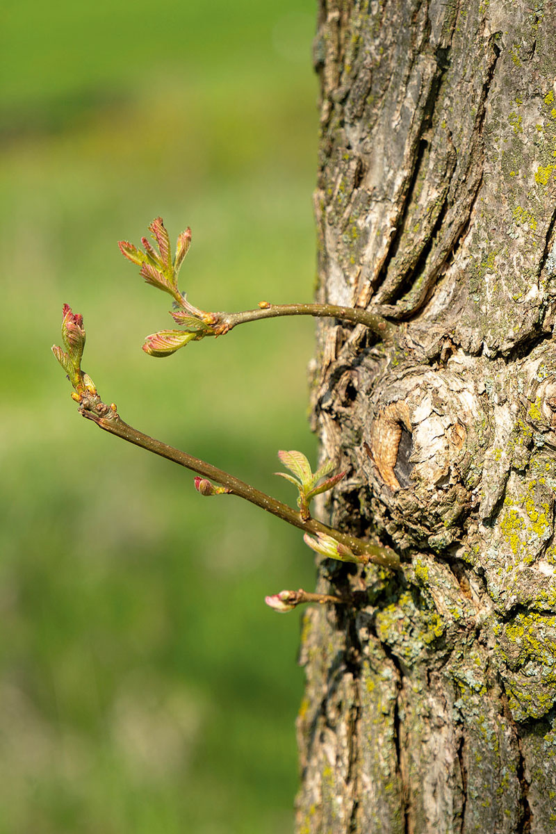 A tree trunk with a few tiny random branches sprouting from it.
