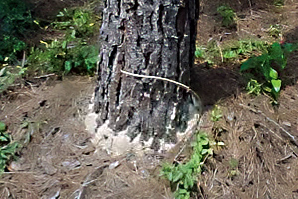A tree trunk with sawdust circling its base
