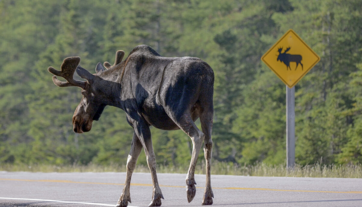 a moose on a road