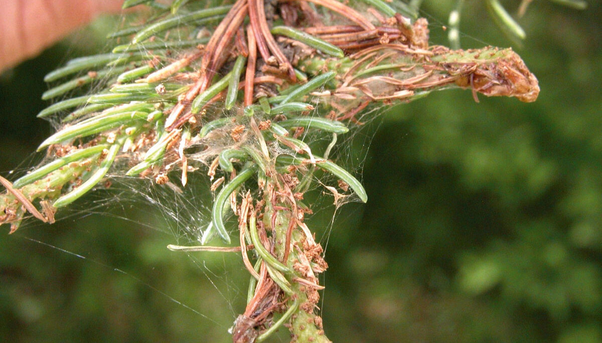 Conifer needles that have turned brown