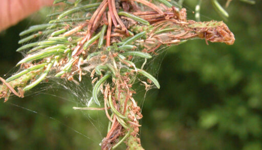 Conifer needles that have turned brown