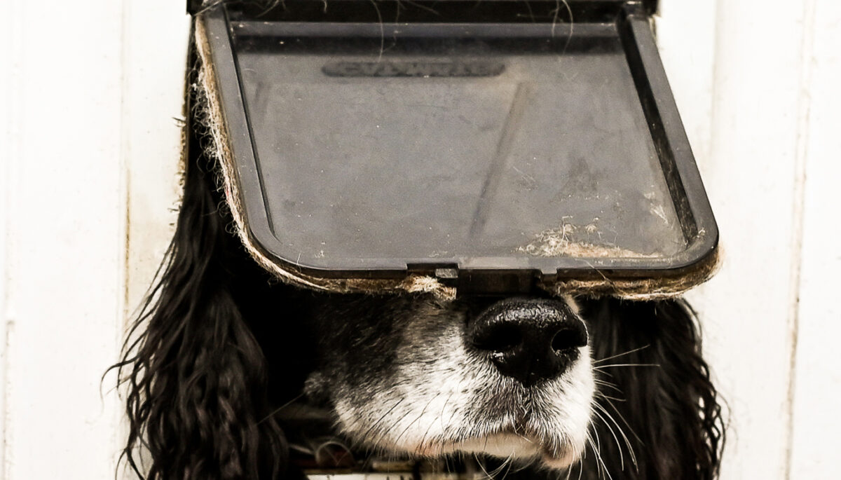 Dog sticking his head through a cat door flap
