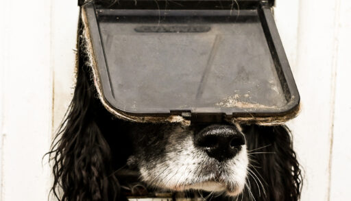 Dog sticking his head through a cat door flap