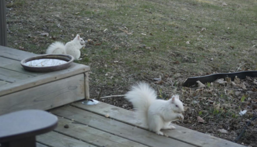 Two albino squirrels near a deck